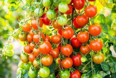 Regeln für das Pflanzen von Tomaten im März 2019