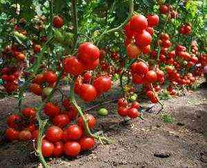 Regeln für die Fütterung von Tomaten