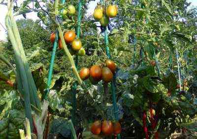 Regeln für die Verarbeitung von Tomaten im Freien