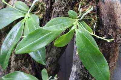Regeln für die Vermehrung von Orchideen durch Stecklinge