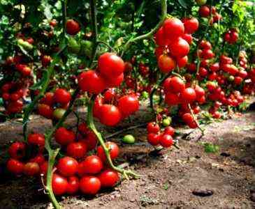 Regeln zum Binden von Tomaten in Gewächshäusern