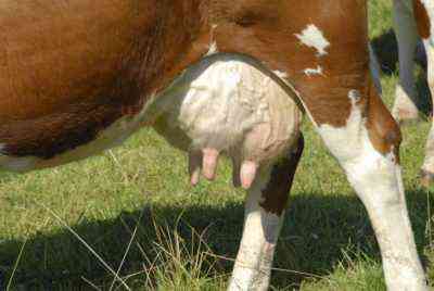 Richtige und wirksame Behandlung von Mastitis bei einer Kuh