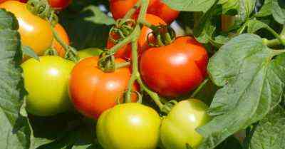 So bereiten Sie Tomatensamen für das Pflanzen auf