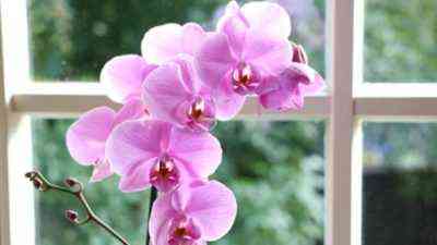 Sonne oder Schatten für Orchideen geeignet