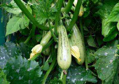 Sorten weißer Zucchini und die Regeln für ihren Anbau
