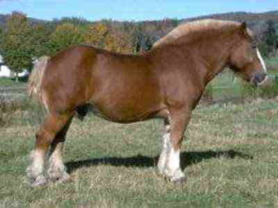 Suffolk Horse Characteristic