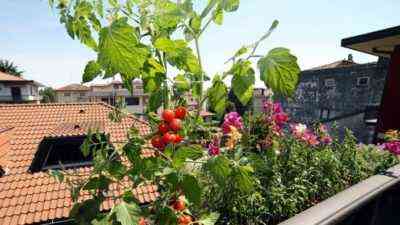 Technologie zum Anbau von Gurken auf dem Balkon