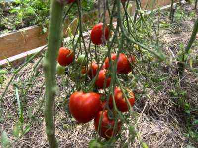 Tomaten für Setzlinge in den Vororten