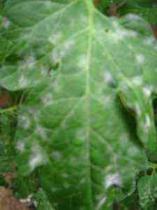 Ursache für weiße Flecken auf Tomatenblättern