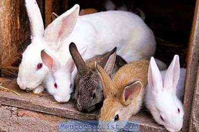 Ursachen der Stomatitis bei Kaninchen