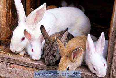 Ursachen der Stomatitis bei Kaninchen