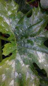 Ursachen für weiße Flecken auf den Blättern der Zucchini