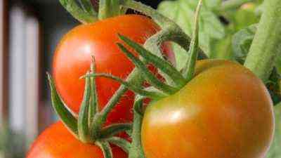 Ursachen von Mücken auf Tomaten
