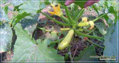 Verhinderung des Auftretens leerer Blüten auf Zucchini