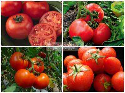 Verlioca Tomatensorte