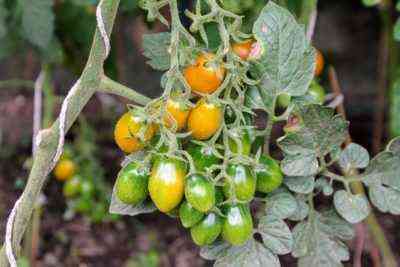Vorbeugung und Behandlung von Graufäule bei Tomaten