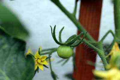 Warum nicht Tomaten im Gewächshaus blühen?
