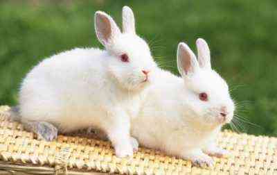Was Sie brauchen, um das Kaninchen nach Okrolya zu füttern