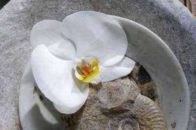 Was symbolisiert die Orchidee?