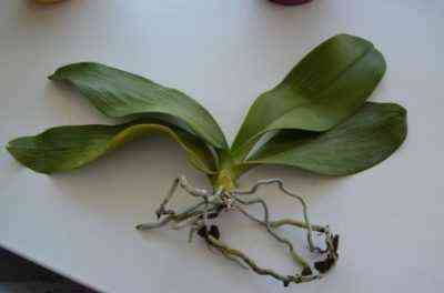 Was tun mit dem Verlust von Laub Turgor in einer Orchidee?
