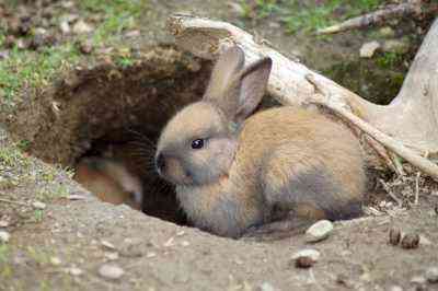 Welche Kaninchenrassen sind für die Zucht geeignet?