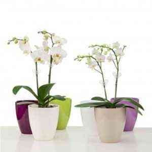 Welches ist besser, einen Topf für Orchideen zu wählen