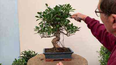 Wie man Bonsai aus Ficus macht