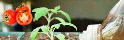 Wie man das Wachstum von Tomatensämlingen stimuliert