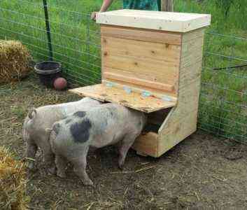 Wie man DIY Feeder für Schweine macht