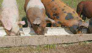 Wie man Futter für Schweine und Ferkel macht und wie man