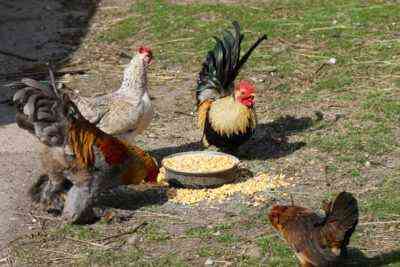 Wie man Hühnchen isst