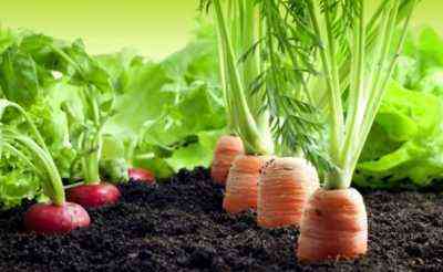Wie man Karotten ohne Ausdünnung pflanzt