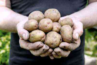 Wie man Kartoffeln aus Sprossen anbaut