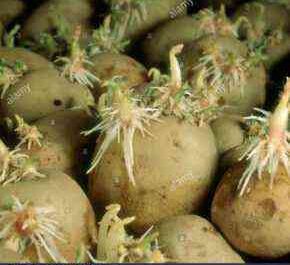 Wie man Kartoffeln vor dem Pflanzen sprießt