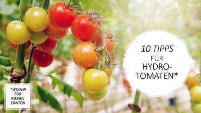 Wie man Tomaten hydroponisch anbaut