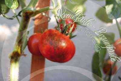 Wie und wie man Braunfäule in Tomaten behandelt