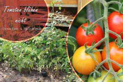 Wie und wie man Tomaten nach Regen sprüht