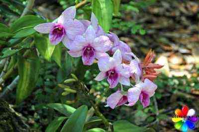 Wo ist der Geburtsort der Orchideenpflanze?