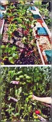 Anbau von Tomaten nach der Methode von Galina Kizima