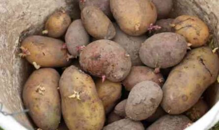 Arizona Kartoffel Beschreibung