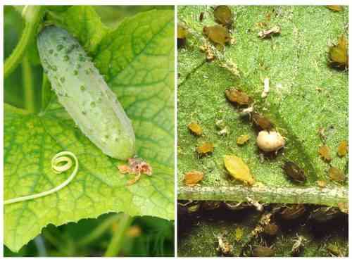 Bekämpfung von Blattläusen auf Gurken mit Volksheilmitteln
