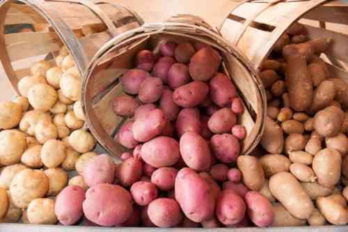 Beschreibung der frühen Kartoffelsorten