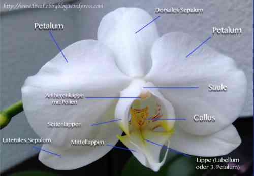 Beschreibung der großen Lippe der Orchideen-Phalaenopsis