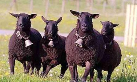 Beschreibung der Schafe der Karachaevskaya-Rasse