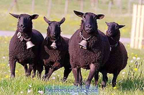 Beschreibung der Schafe der Karachaevskaya-Rasse