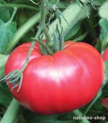Beschreibung der Tomate Pink Riese