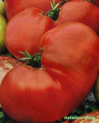 Beschreibung der Tomatenbärentatze