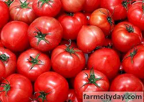Beschreibung der Tomatensorte Hali-Gali