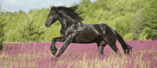 Beschreibung des friesischen Pferdes