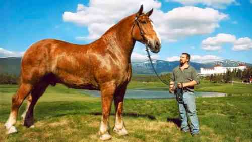 Beschreibung des größten Pferdes der Welt